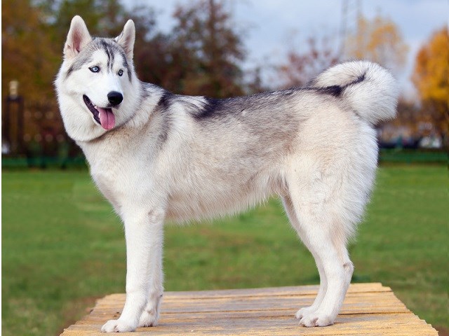 Dog breeders store near me husky